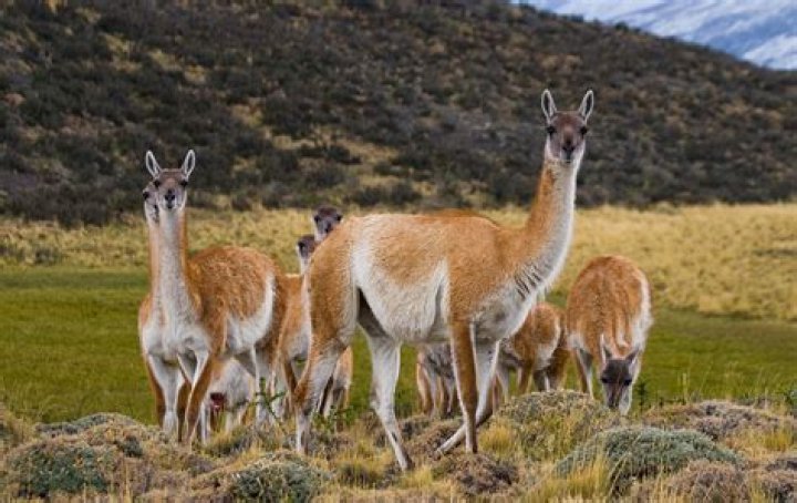 Wildlife in Patagonia: 20 Amazing Species